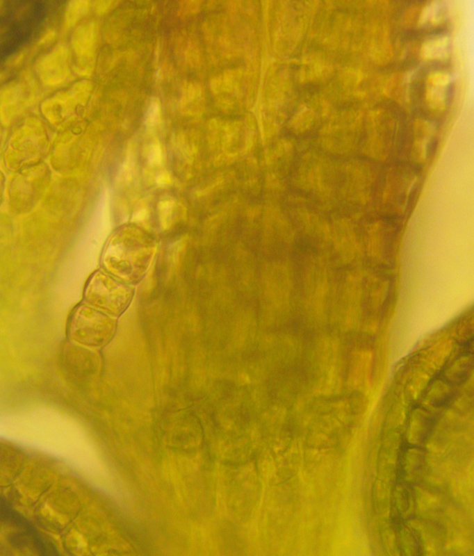 Frullania oakesiana